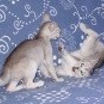 Kitten Abyssinian Fée line Silver ❤ Drakkar Silver Chatterie d'Alyse Pagerie Kitten Abyssinian Fée line Silver ❤ Drakkar Silver Chatterie d'Alyse Pagerie