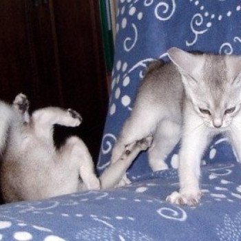 Kitten Abyssinian Fée line Silver ❤ Drakkar Silver Chatterie d'Alyse Pagerie Kitten Abyssinian Fée line Silver ❤ Drakkar Silver Chatterie d'Alyse Pagerie
