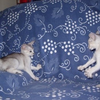 Kitten Abyssinian Fée line Silver ❤ Drakkar Silver Chatterie d'Alyse Pagerie Kitten Abyssinian Fée line Silver ❤ Drakkar Silver Chatterie d'Alyse Pagerie