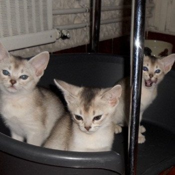 Kitten Abyssinian Fée line Silver ❤ Drakkar Silver Chatterie d'Alyse Pagerie Kitten Abyssinian Fée line Silver ❤ Drakkar Silver Chatterie d'Alyse Pagerie