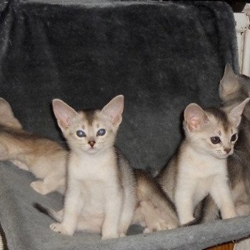 Kitten Abyssinian Fée line Silver ❤ Drakkar Silver Chatterie d'Alyse Pagerie Kitten Abyssinian Fée line Silver ❤ Drakkar Silver Chatterie d'Alyse Pagerie