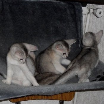 Kitten Abyssinian Fée line Silver ❤ Drakkar Silver Chatterie d'Alyse Pagerie Kitten Abyssinian Fée line Silver ❤ Drakkar Silver Chatterie d'Alyse Pagerie