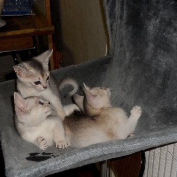 Kitten Abyssinian Fée line Silver ❤ Drakkar Silver Chatterie d'Alyse Pagerie Kitten Abyssinian Fée line Silver ❤ Drakkar Silver Chatterie d'Alyse Pagerie