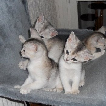 Kitten Abyssinian Fée line Silver ❤ Drakkar Silver Chatterie d'Alyse Pagerie Kitten Abyssinian Fée line Silver ❤ Drakkar Silver Chatterie d'Alyse Pagerie