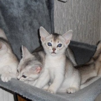 Kitten Abyssinian Fée line Silver ❤ Drakkar Silver Chatterie d'Alyse Pagerie Kitten Abyssinian Fée line Silver ❤ Drakkar Silver Chatterie d'Alyse Pagerie