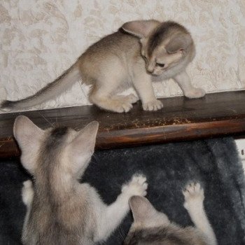 Kitten Abyssinian Fée line Silver ❤ Drakkar Silver Chatterie d'Alyse Pagerie Kitten Abyssinian Fée line Silver ❤ Drakkar Silver Chatterie d'Alyse Pagerie