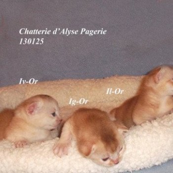 Kitten Abyssinian Gaïa Silver ❤ Garfield silver Chatterie d'Alyse Pagerie Kitten Abyssinian Gaïa Silver ❤ Garfield silver Chatterie d'Alyse Pagerie