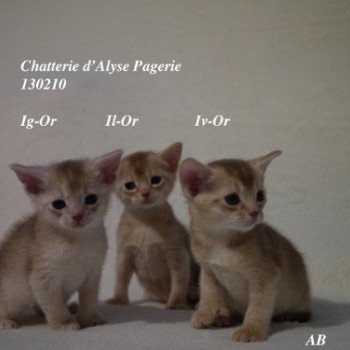 Kitten Abyssinian Gaïa Silver ❤ Garfield silver Chatterie d'Alyse Pagerie Kitten Abyssinian Gaïa Silver ❤ Garfield silver Chatterie d'Alyse Pagerie