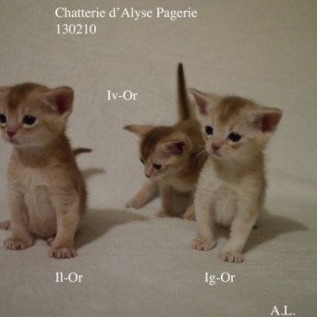 Kitten Abyssinian Gaïa Silver ❤ Garfield silver Chatterie d'Alyse Pagerie Kitten Abyssinian Gaïa Silver ❤ Garfield silver Chatterie d'Alyse Pagerie