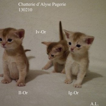 Kitten Abyssinian Gaïa Silver ❤ Garfield silver Chatterie d'Alyse Pagerie