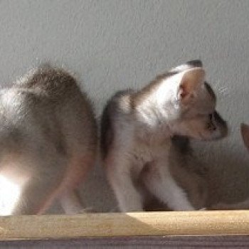 Kitten Abyssinian Vaïtéa Silver ❤ VALS 2020 Chatterie d'Alyse Pagerie Kitten Abyssinian Vaïtéa Silver ❤ VALS 2020 Chatterie d'Alyse Pagerie