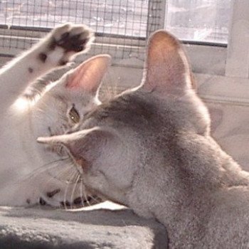 Kitten Abyssinian Vaïtéa Silver ❤ VALS 2020 Chatterie d'Alyse Pagerie Kitten Abyssinian Vaïtéa Silver ❤ VALS 2020 Chatterie d'Alyse Pagerie