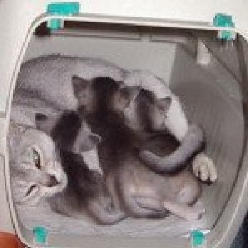 Kitten Abyssinian Vaïtéa Silver ❤ VALS 2020 Chatterie d'Alyse Pagerie Kitten Abyssinian Vaïtéa Silver ❤ VALS 2020 Chatterie d'Alyse Pagerie