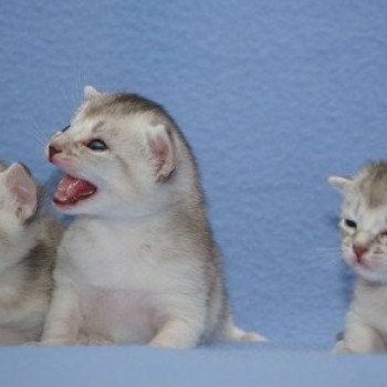 Kitten Abyssinian Vaïtéa Silver ❤ VALS 2020 Chatterie d'Alyse Pagerie Kitten Abyssinian Vaïtéa Silver ❤ VALS 2020 Chatterie d'Alyse Pagerie