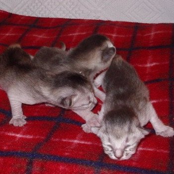 Kitten Abyssinian Vaïtéa Silver ❤ VALS 2020 Chatterie d'Alyse Pagerie Kitten Abyssinian Vaïtéa Silver ❤ VALS 2020 Chatterie d'Alyse Pagerie