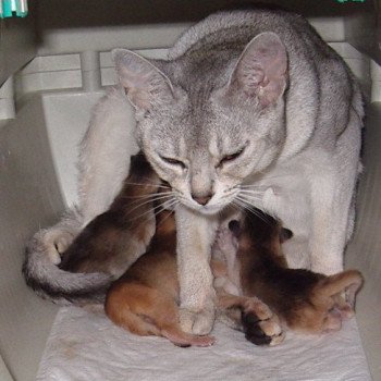 Kitten Abyssinian Vaïtéa Silver ❤ Vulcain Chatterie d'Alyse Pagerie Kitten Abyssinian Vaïtéa Silver ❤ Vulcain Chatterie d'Alyse Pagerie